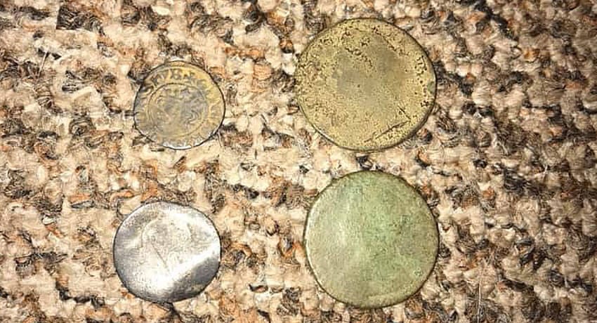 Found yesterday with the Anfibio