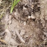 Anfibio Is Killin The Lead - 1