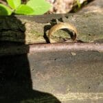 Anfibio Multi 14kHz / 77 / Disc 4 - 1