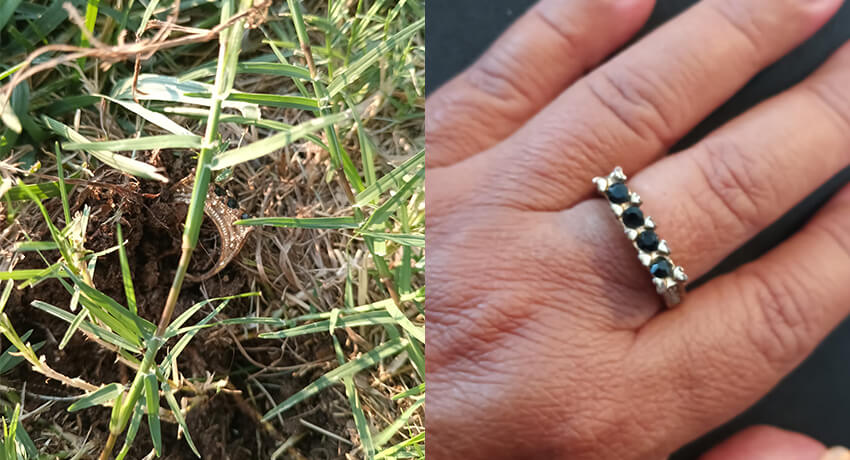 From Silver Ring to Foreign Coin: A Treasure Hunt in the Park - Cover