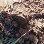 Metal Detecting at the Park: Today's Awesome Finds - 8