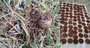 Nokta Legend Metal Detecting Hunt: 3 Hours, 3 Rings and a Great Coin Haul - Cover