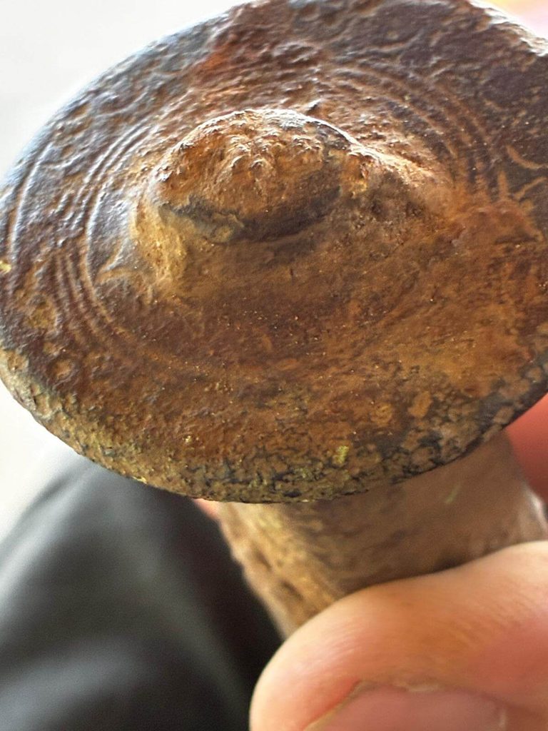 A Bronze Age Discovery with the Nokta SCORE - 10